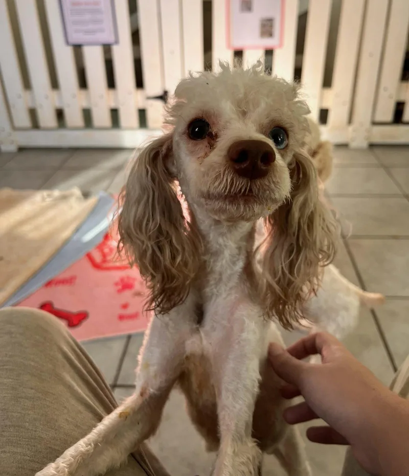 A young small-sized male Poodle dog named Kernel Sep for adoption in Pacolet, SC