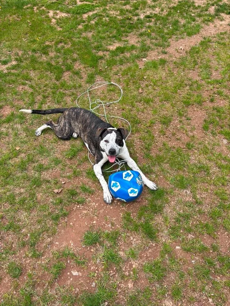 An adult large-sized female Australian Cattle Dog / Blue Heeler dog named Aria A 🇨🇦 for adoption in Silsbee, TX