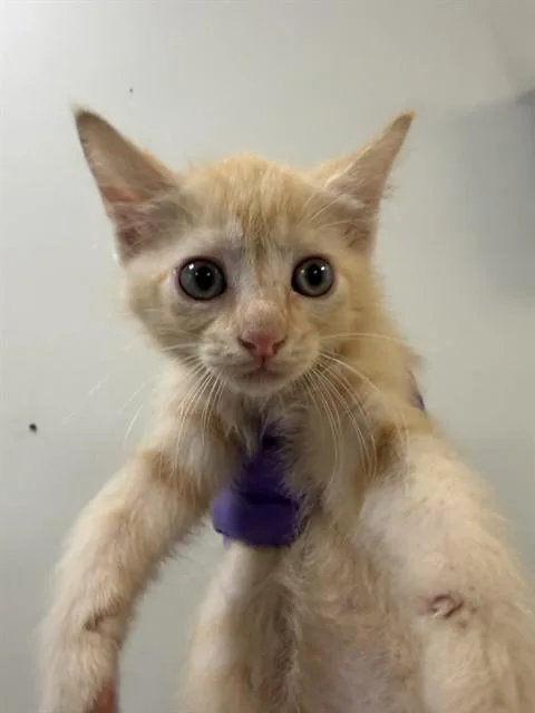 A baby small-sized male Domestic Short Hair cat named Aslan for adoption in Miami, FL