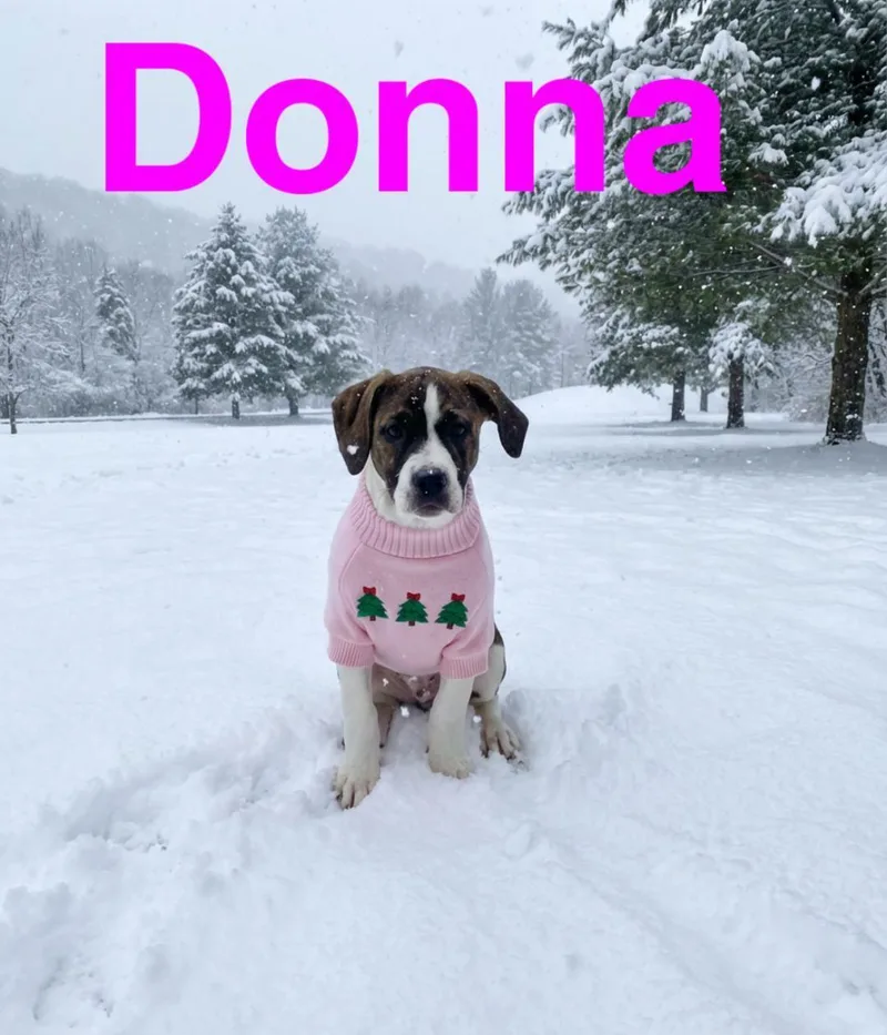 Donna