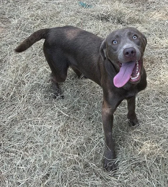 Gunner