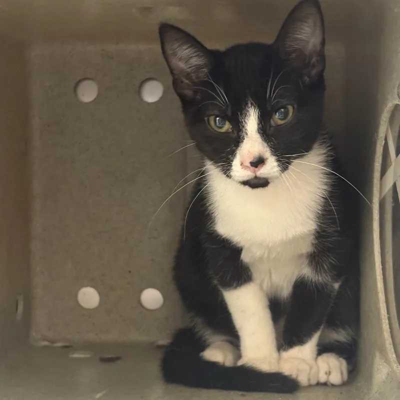 A baby small-sized female Black Domestic Short Hair cat named Nocturna for adoption in Philadelphia, PA