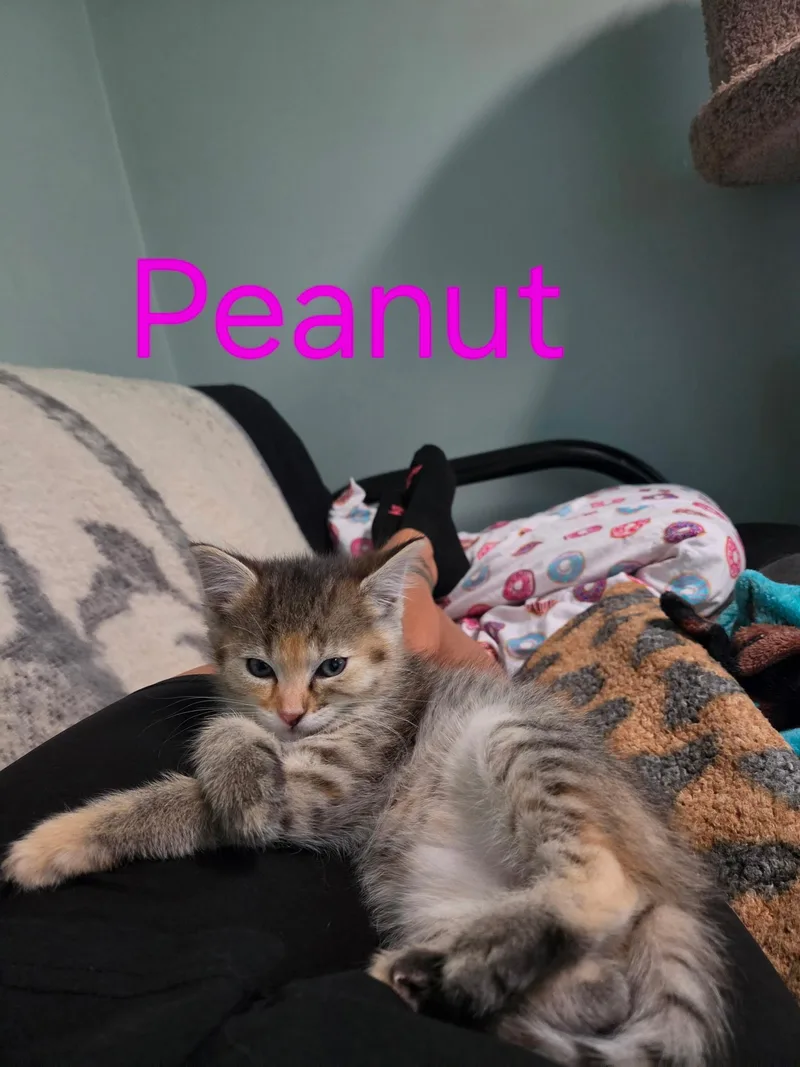 A baby medium-sized female Torbie Domestic Short Hair cat named Peanut for adoption in Blaine, MN