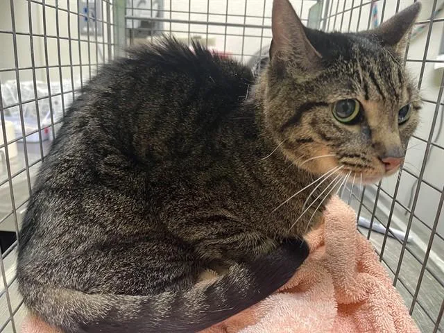An adult large-sized female Domestic Short Hair cat named Thistle for adoption in Louisville, KY