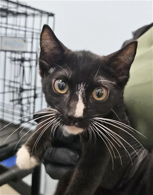 A baby small-sized male Domestic Short Hair cat named Kc for adoption in Palmetto, FL