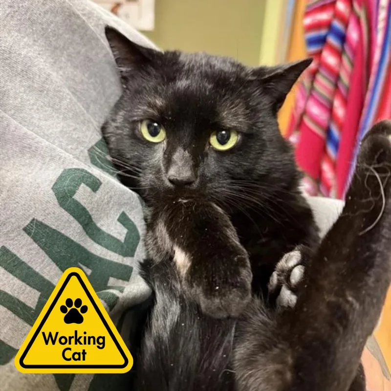 A young large-sized male Black Domestic Short Hair cat named Gobi  Working Cat for adoption in Baltimore, MD