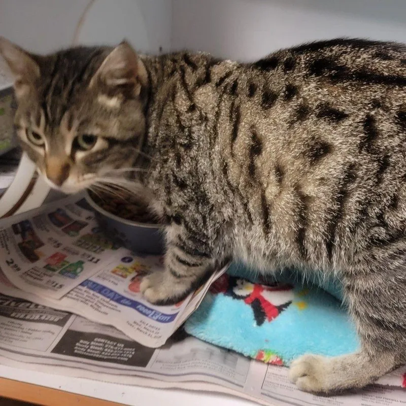 An adult medium-sized female Brown / Chocolate American Bobtail cat named Ramona for adoption in Newark, DE