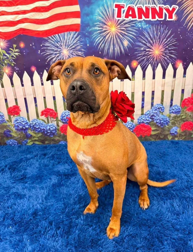 An adult large-sized female Yellow / Tan / Blond / Fawn Mixed Breed dog named Tanny for adoption in Flint, MI