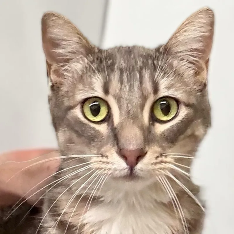 A young medium-sized male Tabby (Gray / Blue / Silver) Domestic Short Hair cat named Mr. Moon for adoption in Mount Rainier, MD
