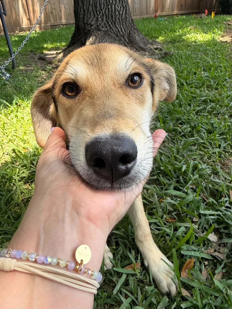 A baby medium-sized male German Shepherd Dog dog named Ozzward for adoption in Houston, TX