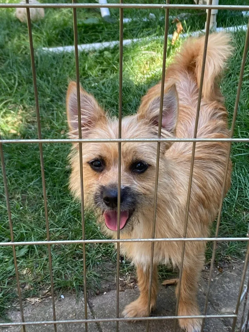 A young small-sized female Cairn Terrier dog named Yabba Dabba Do Berry for adoption in Mukwonago, WI