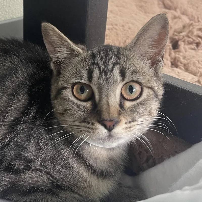 A baby small-sized female Tabby (Buff / Tan / Fawn) Domestic Short Hair cat named Mallard for adoption in New Philadelphia, OH