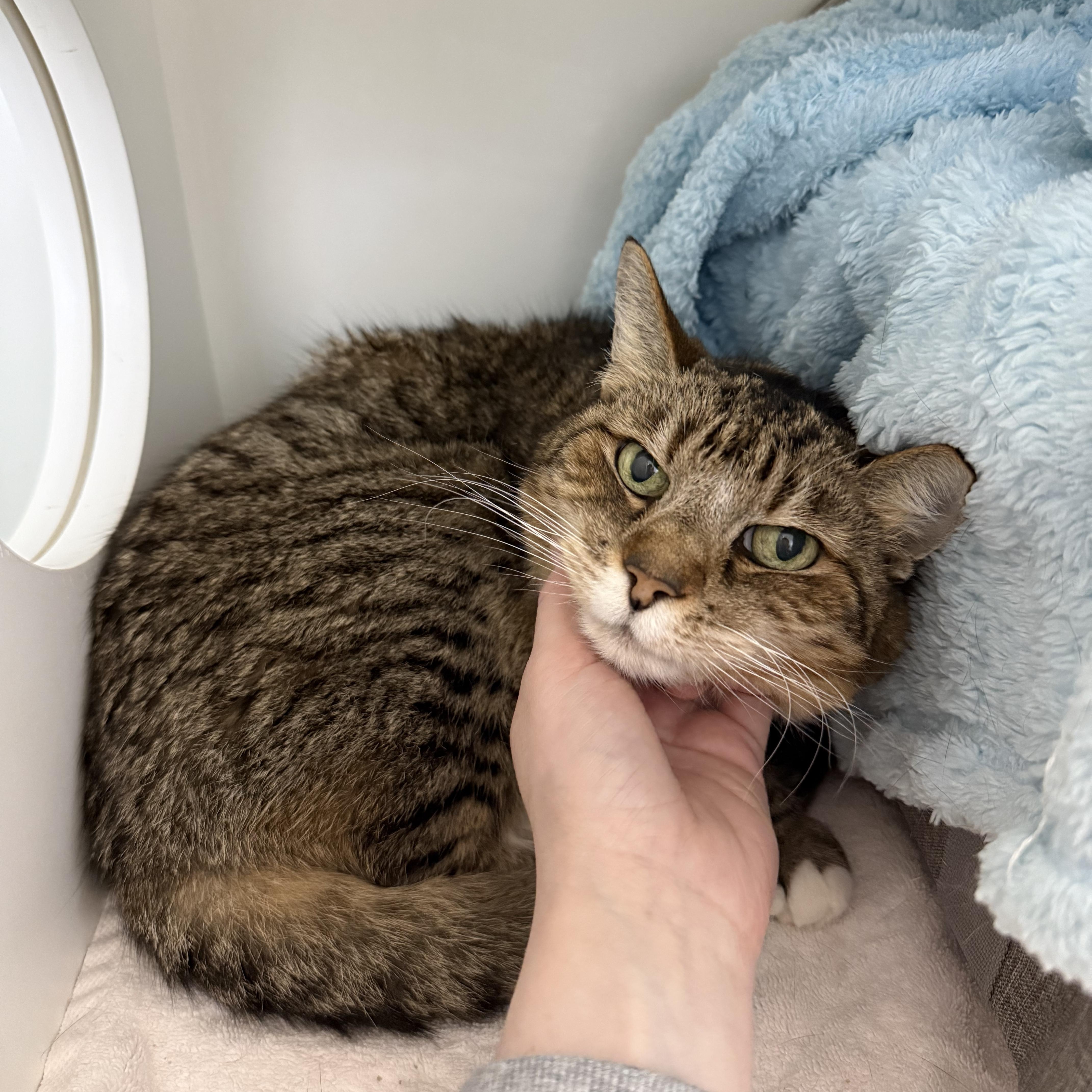 A senior medium-sized male Domestic Short Hair cat named Bertie for adoption in Antioch, CA