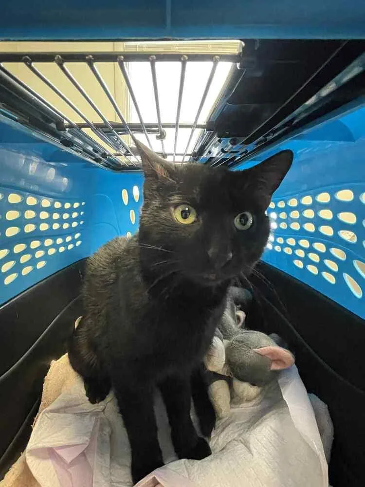 A young medium-sized male Black Domestic Short Hair cat named Bear for adoption in Olyphant, PA