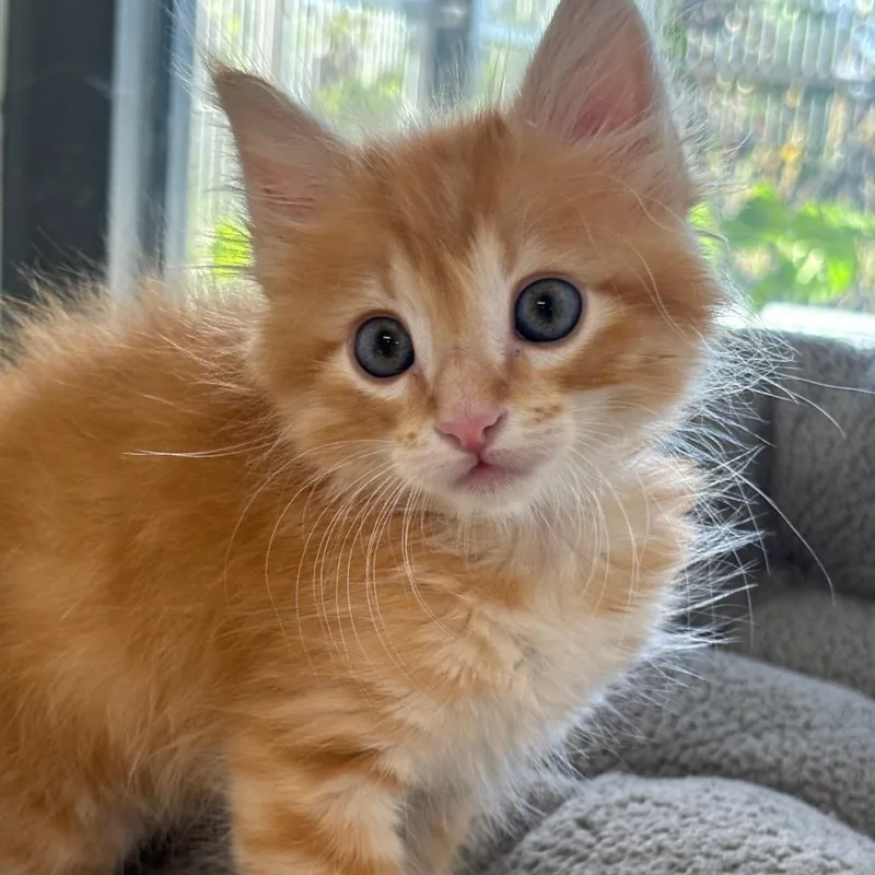 A young large-sized male Orange / Red Domestic Short Hair cat named Chopper for adoption in League City, TX