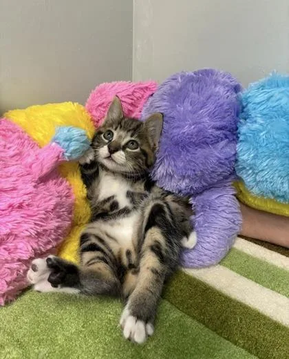 A baby medium-sized male Manx cat named Stubby Max for adoption in Picayune, MS