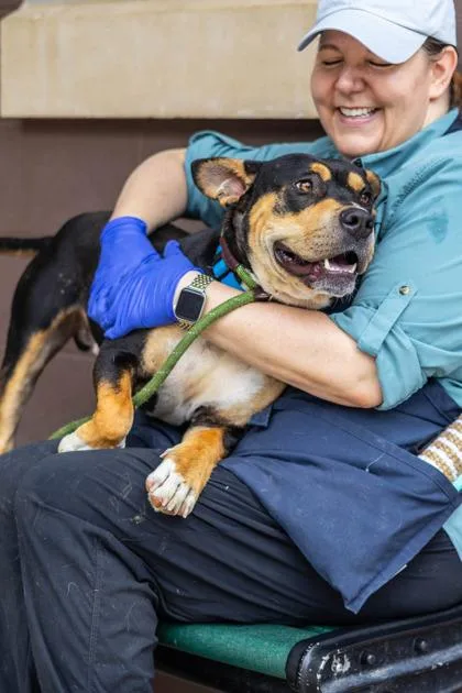 An adult large-sized male Mixed Breed dog named Oompas for adoption in Chamblee, GA
