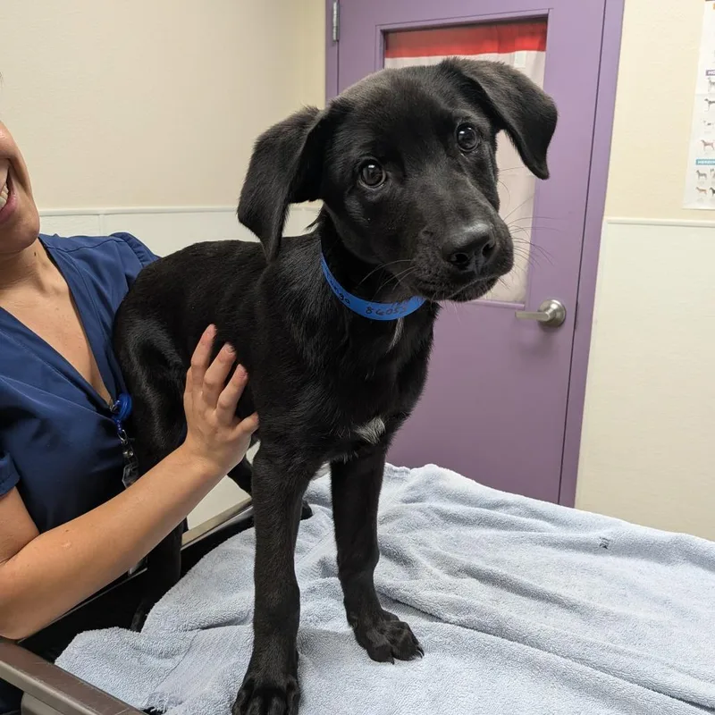 A baby small-sized male Black Labrador Retriever dog named Tango for adoption in Albuquerque, NM