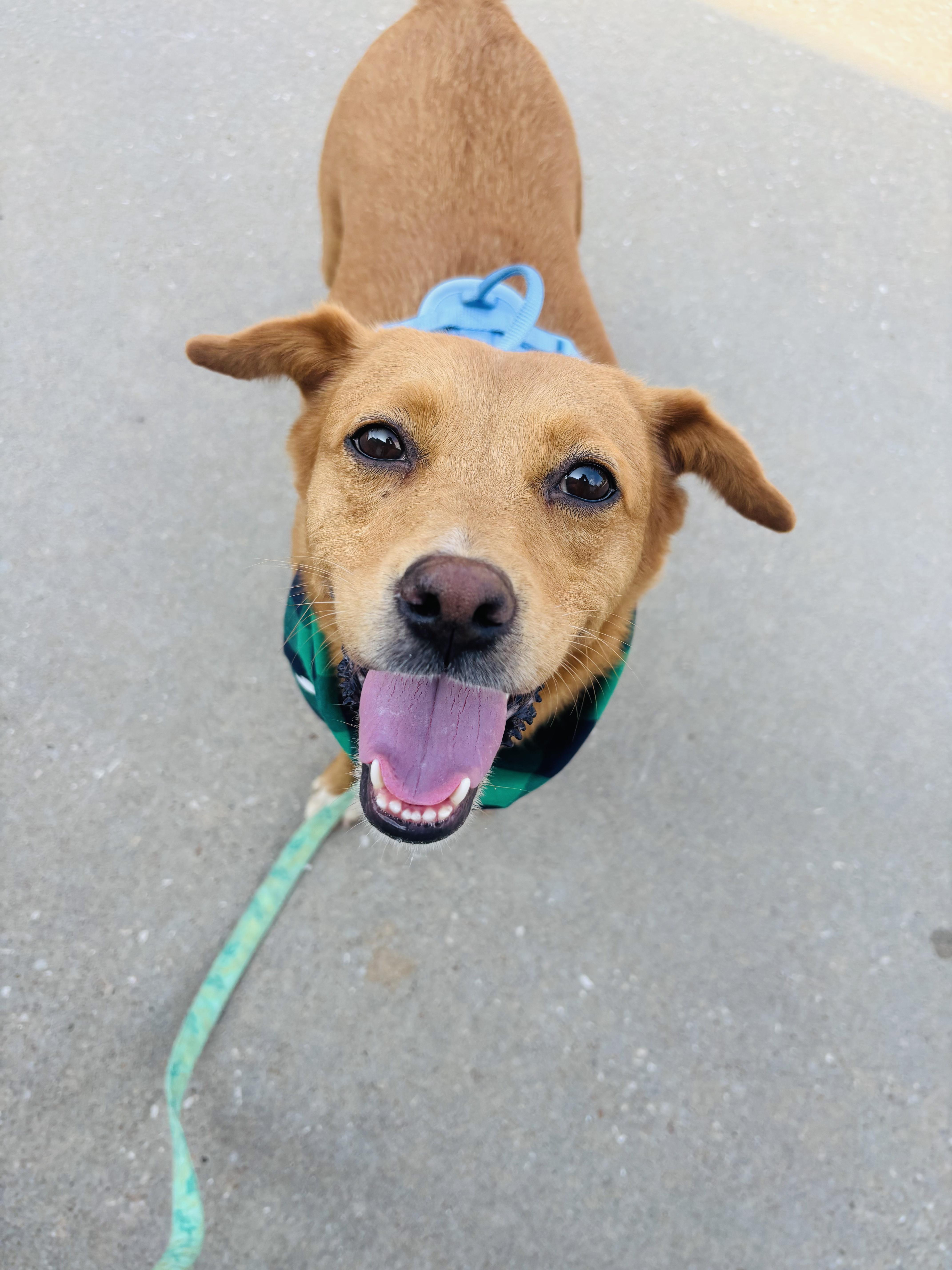 An adult medium-sized female Mixed Breed dog named Butter Scotch for adoption in Rogers, AR