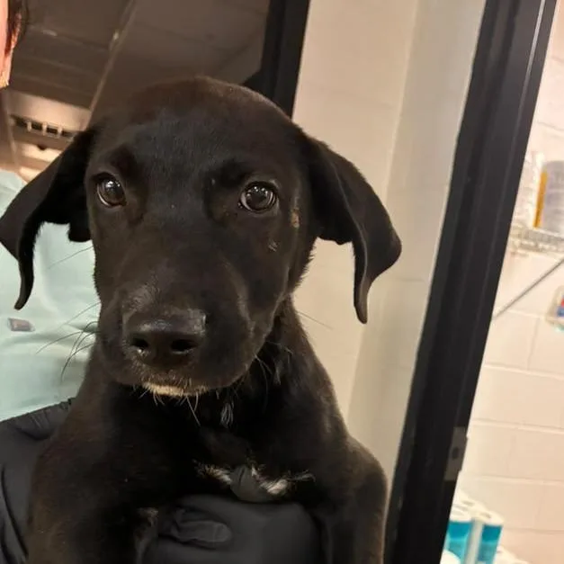 A baby small-sized male Black Mixed Breed dog named Littlefoot for adoption in Gadsden, AL
