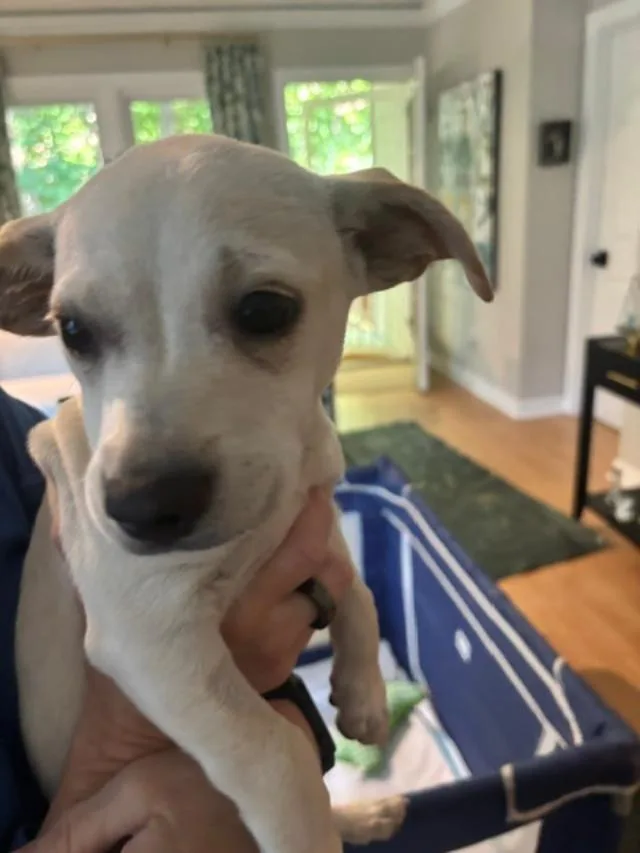 A baby small-sized female White / Cream Chihuahua dog named Chloe Lynn for adoption in Cary, NC