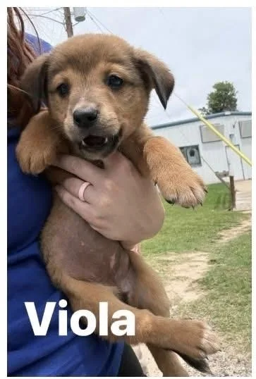 A baby small-sized female Brown / Chocolate Labrador Retriever dog named Vivacious Viola for adoption in Randolph, MA