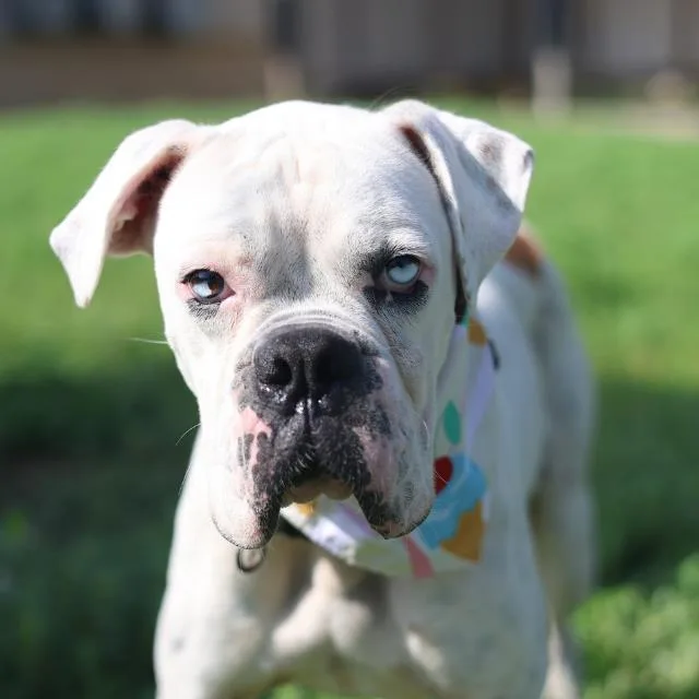 A young medium-sized male Boxer dog named Willam for adoption in San Antonio, TX
