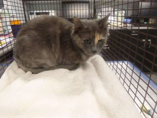 An adult small-sized female Domestic Short Hair cat named Zeros for adoption in Kalamazoo, MI