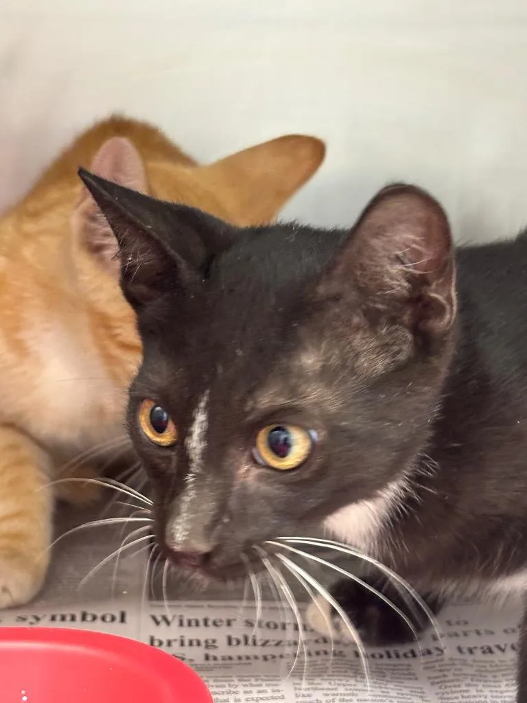 A baby medium-sized male Domestic Short Hair cat named Ike for adoption in Belton, TX