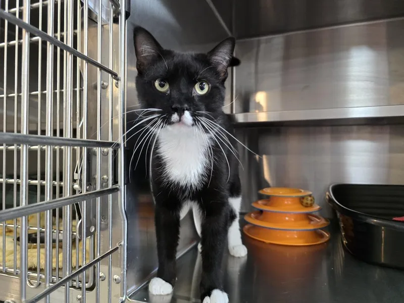 An adult medium-sized male Black & White / Tuxedo Domestic Short Hair cat named Peabody for adoption in Southbury, CT