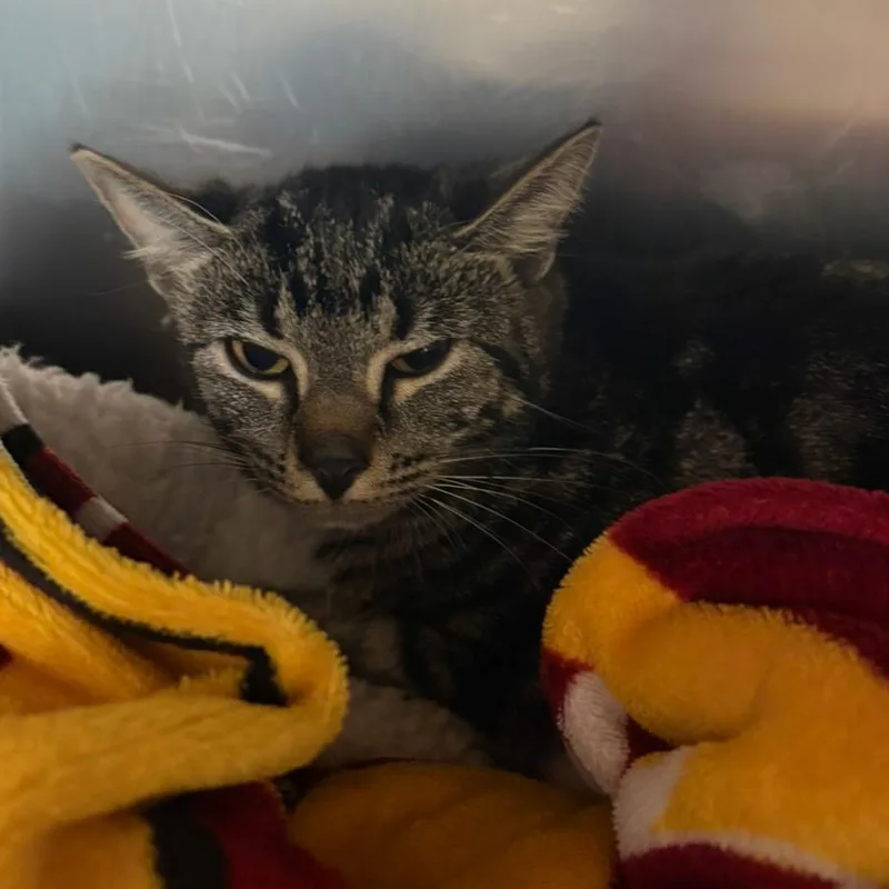 An adult medium-sized female Brown / Chocolate Domestic Short Hair cat named Tapani for adoption in Charlottesville, VA