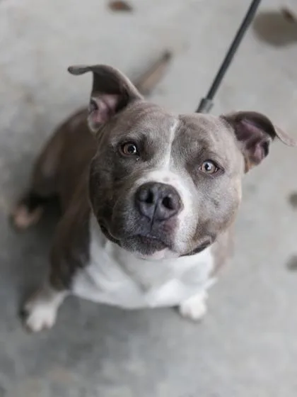 Ebenezer thumbnail 3