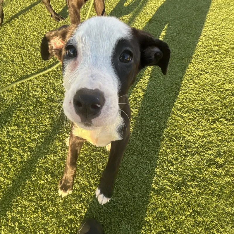 A baby medium-sized female Pit Bull Terrier dog named Porsche for adoption in Liberty, MO