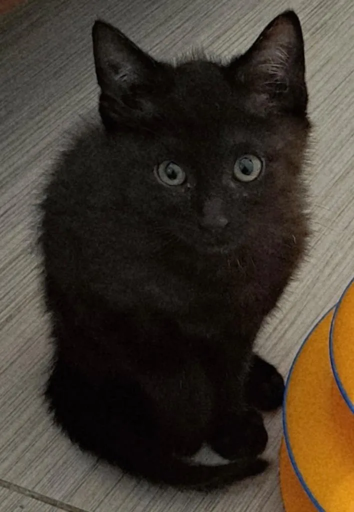 A baby small-sized male Domestic Short Hair cat named Inigo for adoption in Darien, GA