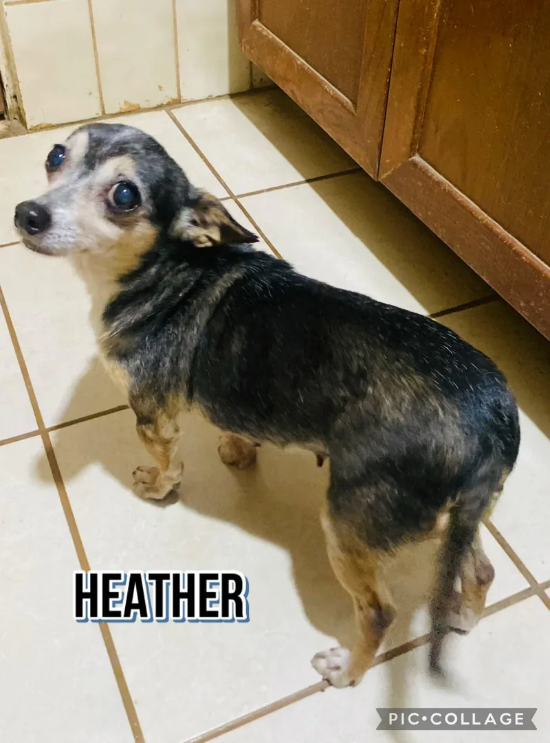 A senior small-sized female Chihuahua dog named Heather for adoption in Villalba, PR