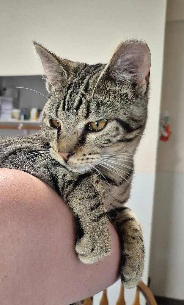 A baby medium-sized male Domestic Short Hair cat named Gremlin for adoption in Thompson Falls, MT