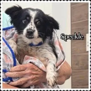 An adult small-sized female Spaniel dog named Speckle for adoption in Alpharetta, GA
