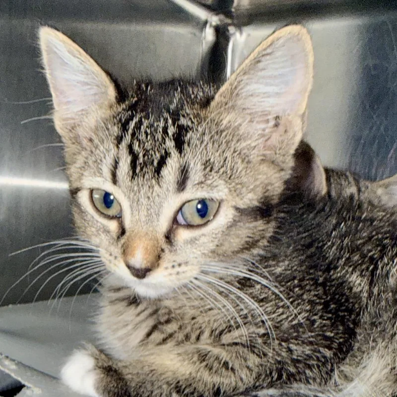 A baby small-sized male Gray / Blue / Silver Domestic Short Hair cat named Mitch for adoption in Palm Springs, CA