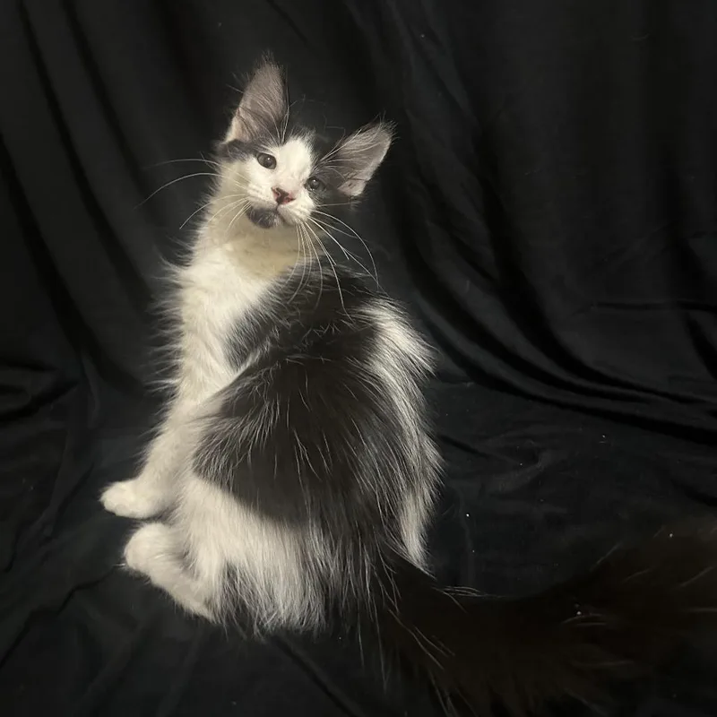 A baby small-sized female Domestic Medium Hair cat named Barrel for adoption in Port Charlotte, FL