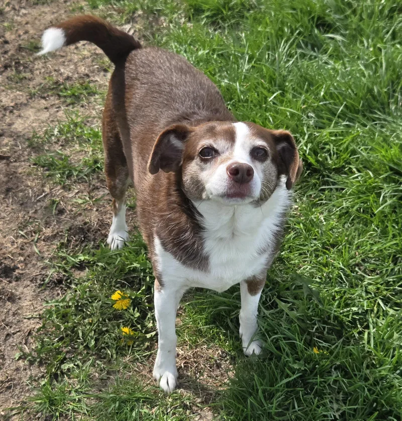 An adult small-sized female White / Cream Rat Terrier dog named Flopsy for adoption in Normal, IL