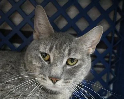 An adult small-sized female Domestic Short Hair cat named Whitney for adoption in West Seneca, NY