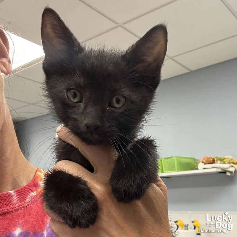 A baby medium-sized male Black Domestic Short Hair cat named Char for adoption in Washington, DC