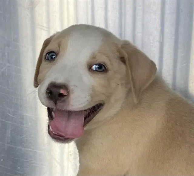 A baby small-sized female Mixed Breed dog named Delta for adoption in Dallas, TX