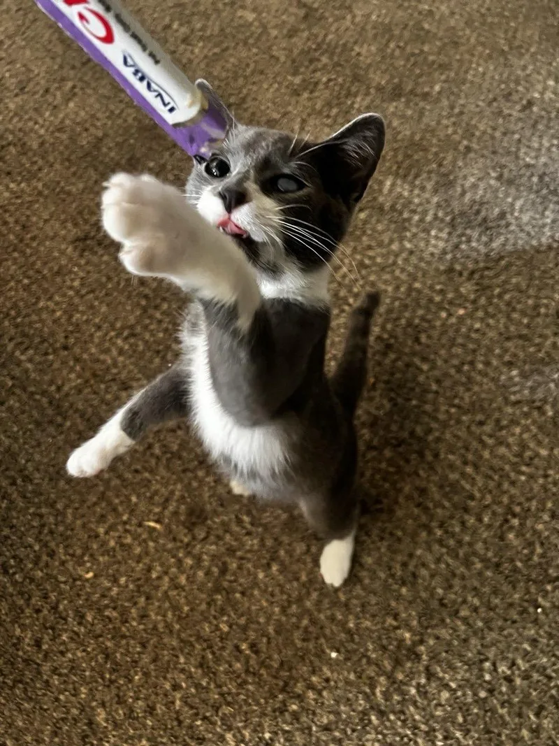 A baby small-sized male Gray & White Domestic Short Hair cat named Aemond for adoption in Rochester Hills, MI