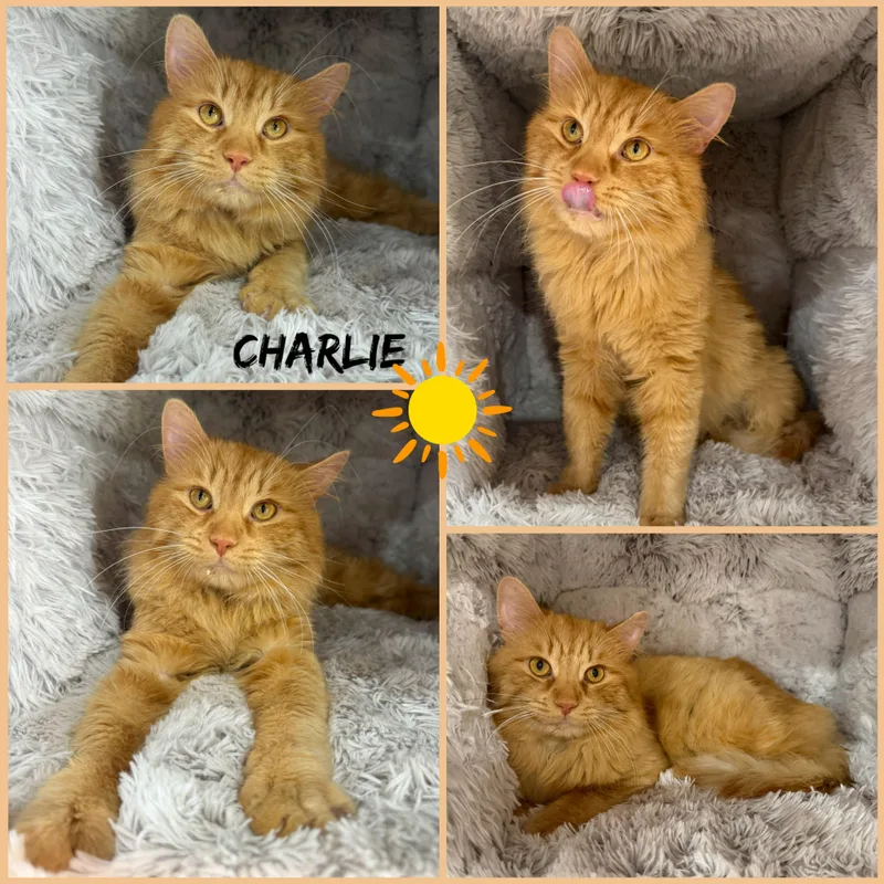 Charlie
