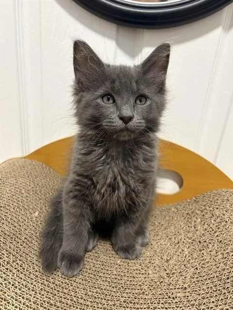 A baby medium-sized male Domestic Long Hair cat named Goose for adoption in Boston, MA