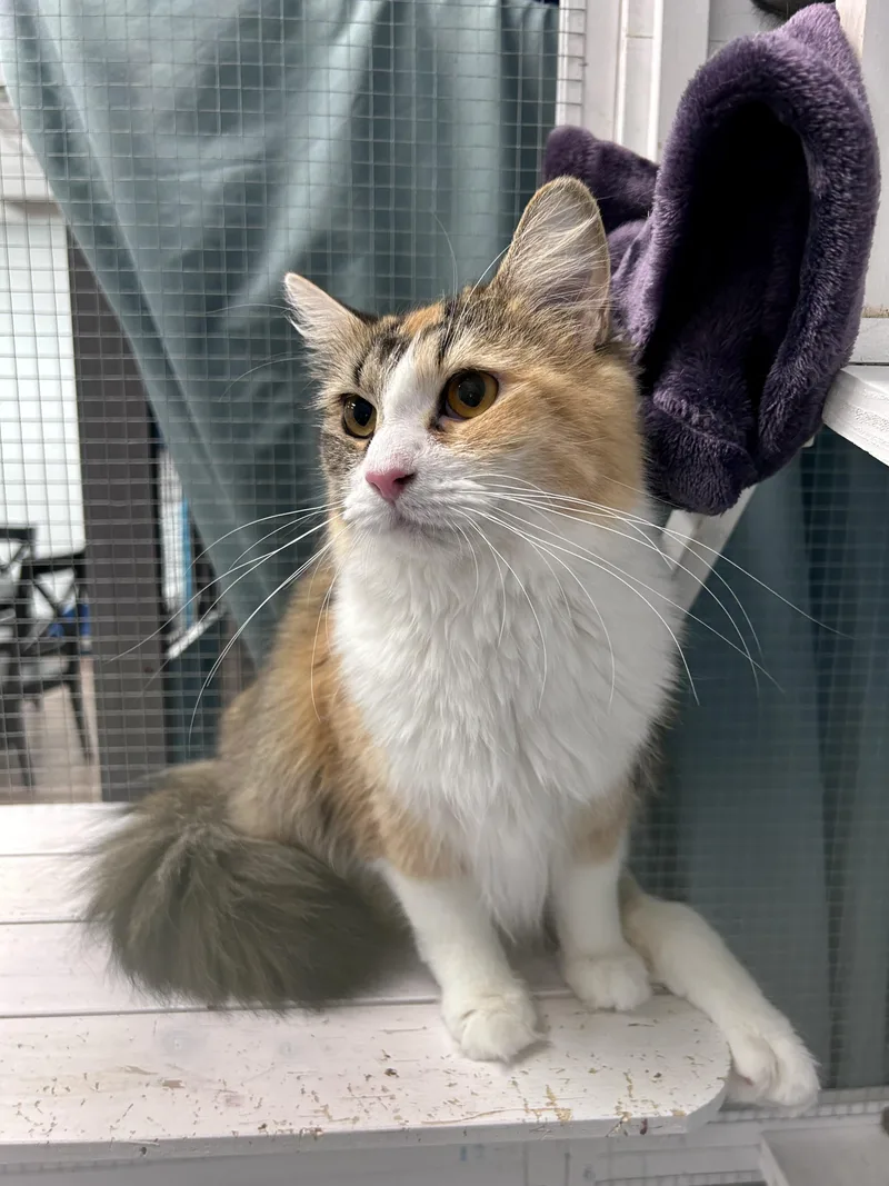 Bella