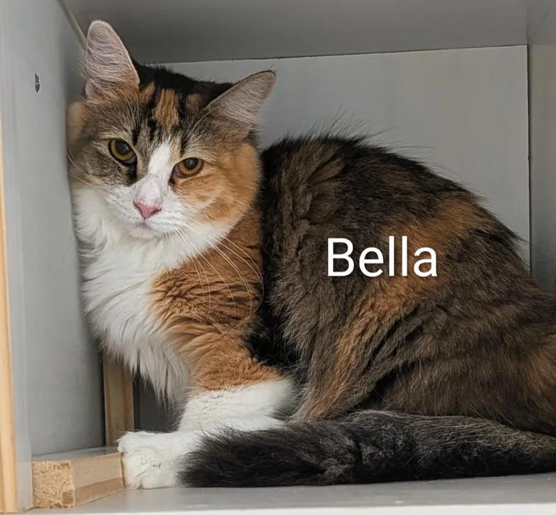 Bella thumbnail 2