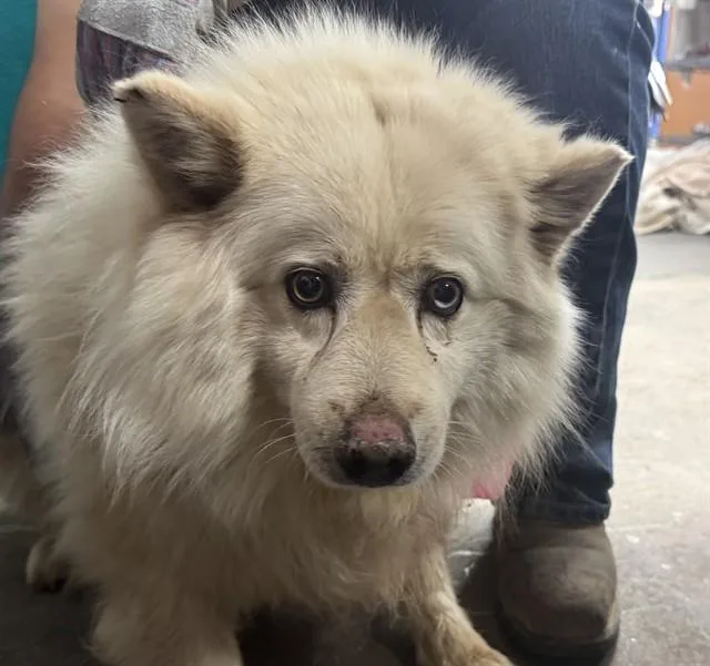 An adult large-sized male Samoyed dog named Nimbus for adoption in Tucson, AZ