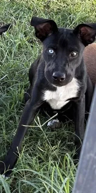 A baby medium-sized female Labrador Retriever dog named Stella Blue for adoption in Grove, OK